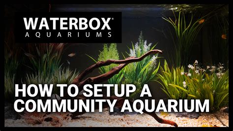 How to setup a community freshwater aquarium