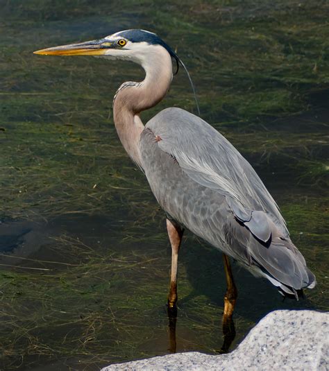 Grey Heron Photograph by Matthew Trudeau