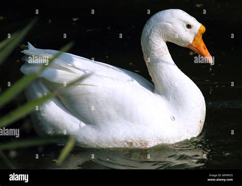 Duck Swimming In Water High Resolution Stock Photography and Images - Alamy