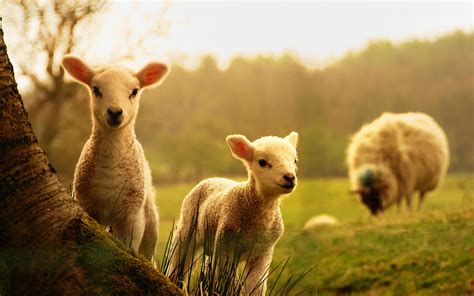 Baby Lamb Wallpapers - Top Free Baby Lamb Backgrounds - WallpaperAccess