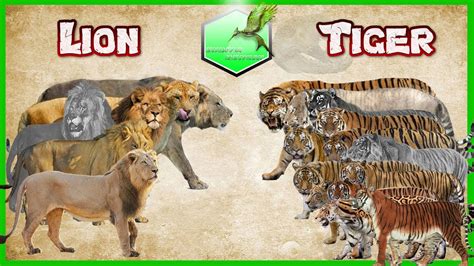 Lion Vs Tiger Size