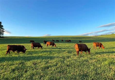 Red Angus Cattle - Pleasant View Farms, Inc.