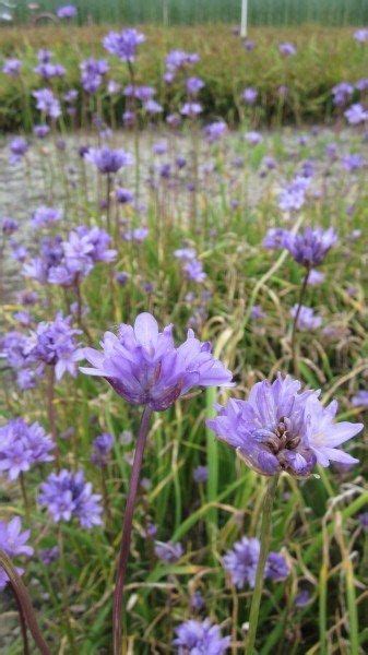 Dichelostemma congestum | Sevenoaks Native Nursery Small Flowers, Blue Flowers, Crop Land, Soil ...