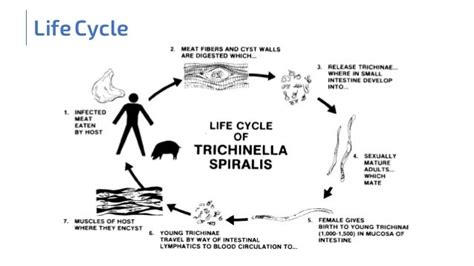 Trichinella Spiralis