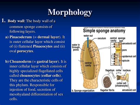 Scypha Dr. Shivani Gupta, PGGCG-11,Chandigarh. - ppt download