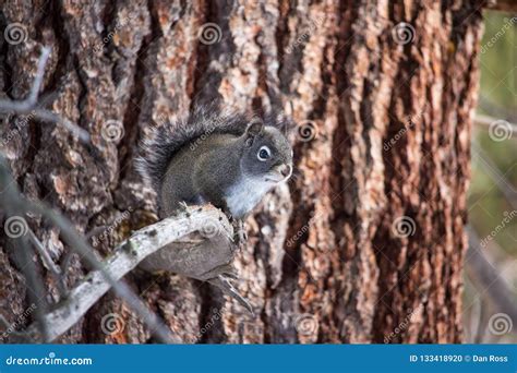 A Gray Pine Squirrel, Also Called a Chickaree, Sits on a Dead Branch. Stock Photo - Image of ...