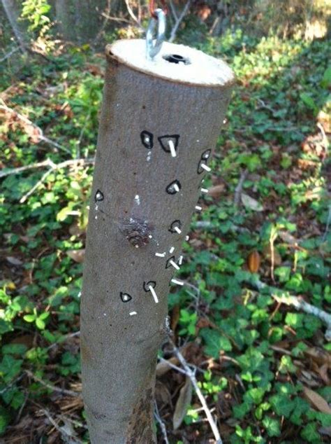 Managing Ambrosia Beetles | UGA Pecan Extension