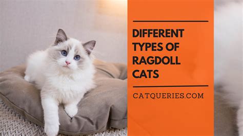 What Are The Different Types of Ragdoll Cats? - Cat Queries