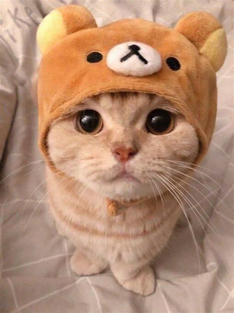 the hat makes her look so much better | Cute cat gif, Cute baby cats ...