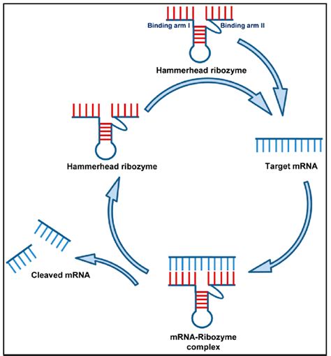 Mechanism of action of Ribozyme. A hammerhead ribozyme has two binding ...