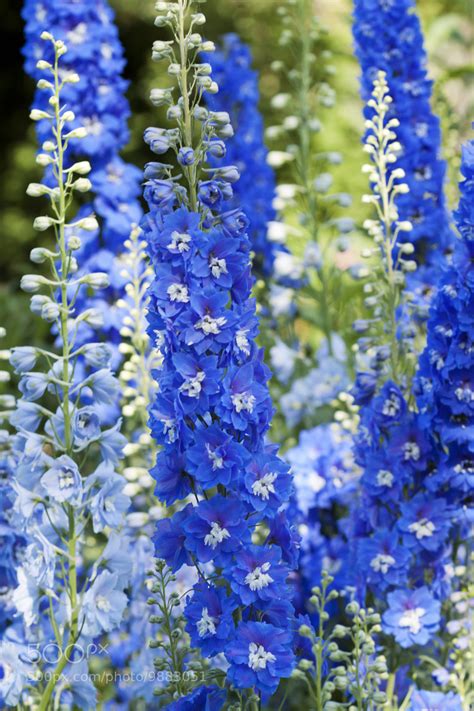 Photograph Blue Delphinium by Maria Salata on 500px