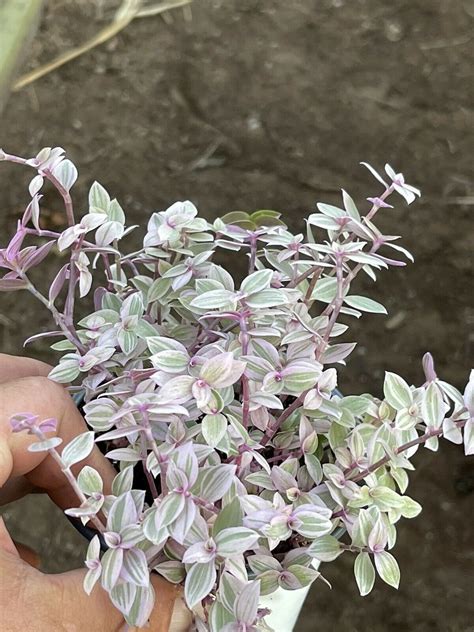 Tradescantia Pink Panther 4” Pot Wandering and similar items