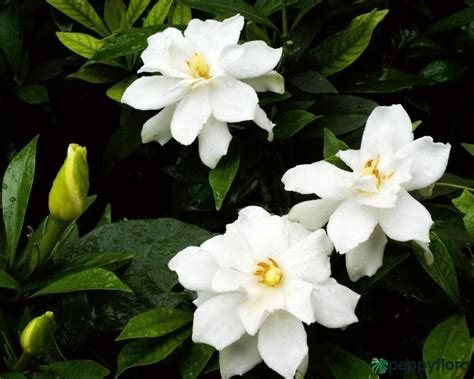 Buy Gardenia Jasminoides - Cape Jasmine | Peppyflora®