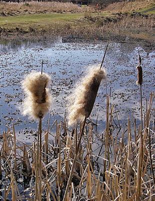 Durham University Biodiversity Survey: Bulrushes