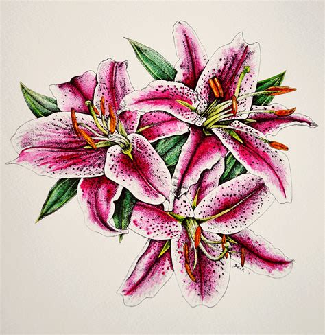 Stargazer Lily Drawing at GetDrawings | Free download