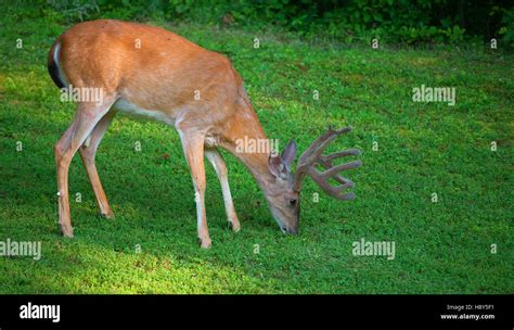 Whitetail buck with antlers in velvet grazing on some grass Stock Photo ...