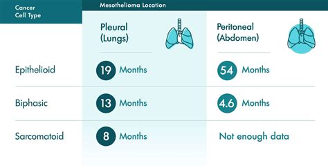 Mesothelioma Life Expectancy | By Type & Stage