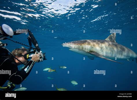 Underwater photographer with Silky shark Stock Photo - Alamy