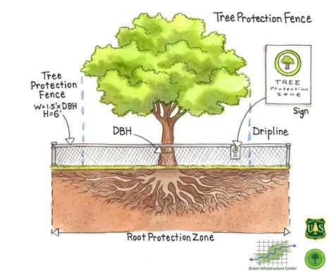 Best Tree Preservation Service in Charleston, SC