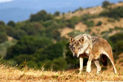 Fauna selvatica: concordato percorso tra Cia, Parco del Gargano e agricoltori