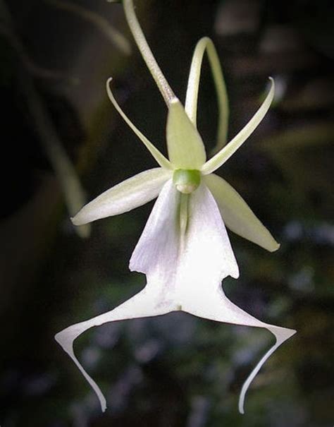 7 Facts About The Rare Ghost Orchid