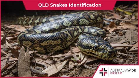 QLD Snakes Identification: A Guide