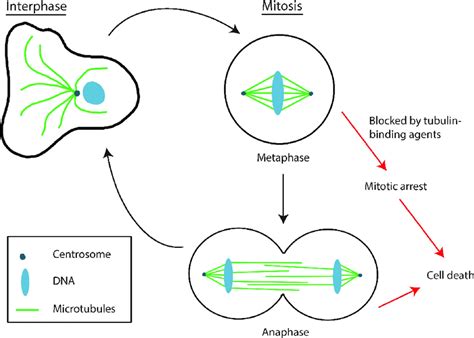 The process of cell division in mammalian cells. This figure ...