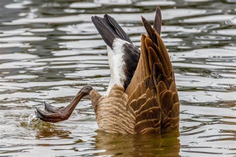 Canada Geese Feeding in Snow Stock Photo - Image of feeding, canadensis ...