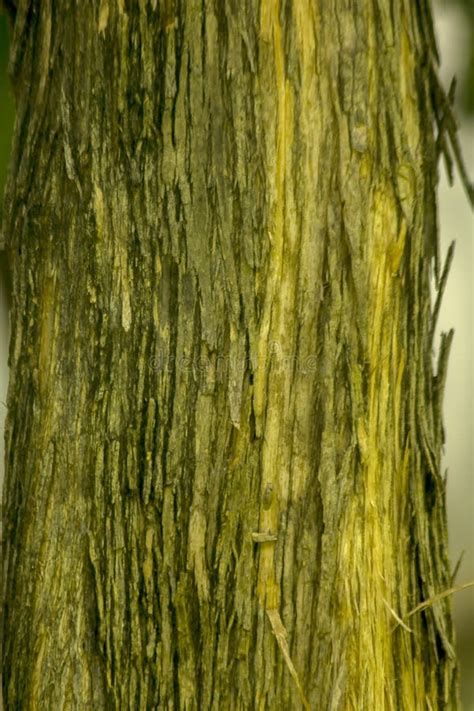 Dried Tree Bark on the Trunk Stock Photo - Image of close, detail ...