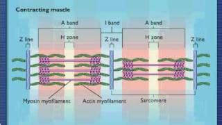 Sarcomere Animation