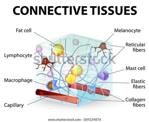 Connective Tissue That Supports Binds Separates Stock Vector (Royalty Free) 189224876 | Shutterstock