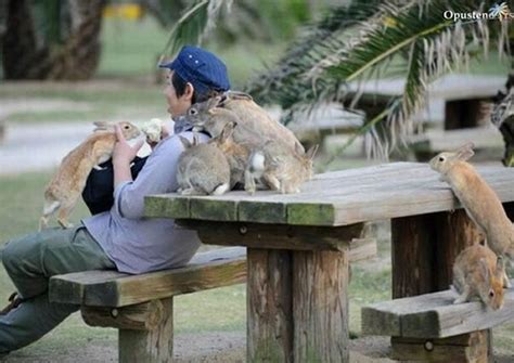 Okunoshima Rabbit Island