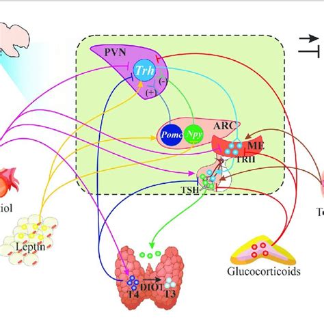 | Schematic representation of HPT axis regulation. Figure illustrates... | Download Scientific ...