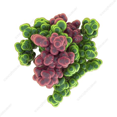 Insulin molecule, illustration - Stock Image - F036/3425 - Science ...