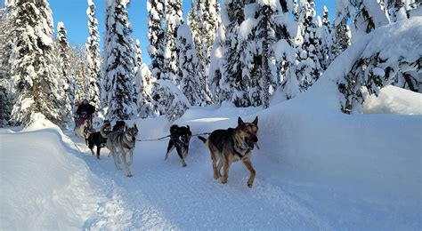 Dog Sled Tour near Anchorage, Alaska - Book Now