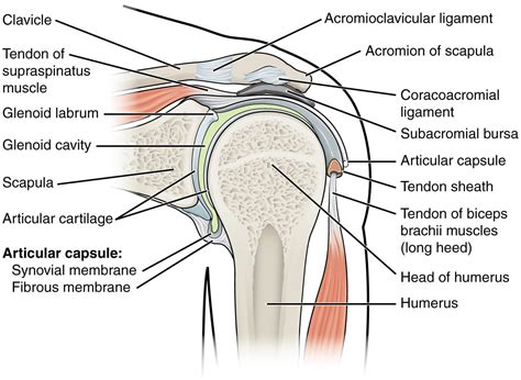 Glenohumeral Joint - WikiMSK