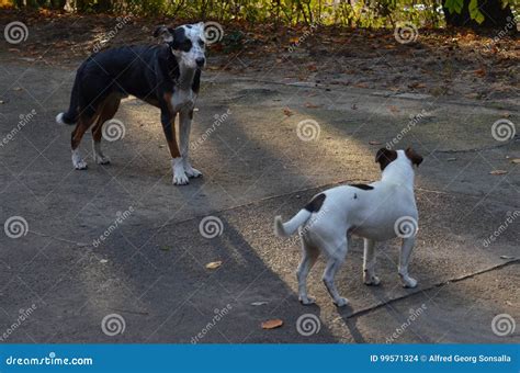 Berliner Dogs, Germany stock photo. Image of berlinwedding - 99571324