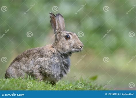 Wild forest rabbit. stock photo. Image of feeding, male - 157958824