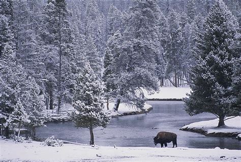 Winter in Yellowstone Wallpaper - WallpaperSafari