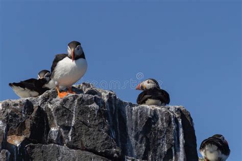 Puffins on a Cliff in the Farne Islands Stock Image - Image of puffins ...