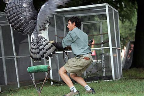 Meet The Fearsome Harpy, One of The Largest Eagles In The World | Bored Panda