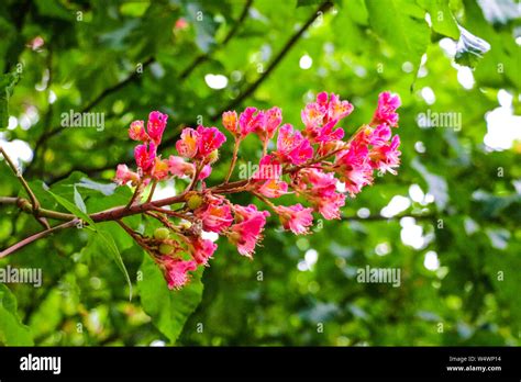 Pink flowers from the Crape Myrtle tree Stock Photo - Alamy