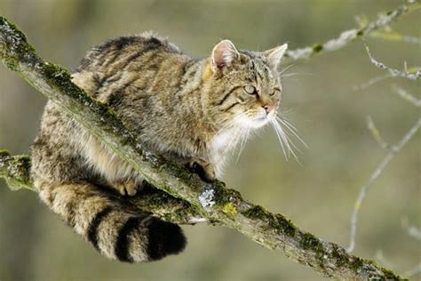 Wildcat (Felis silvestris) – a small wild cat | DinoAnimals.com