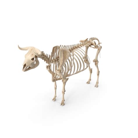 Bull Body and Skeleton Static PNG Images & PSDs for Download | PixelSquid - S117385333