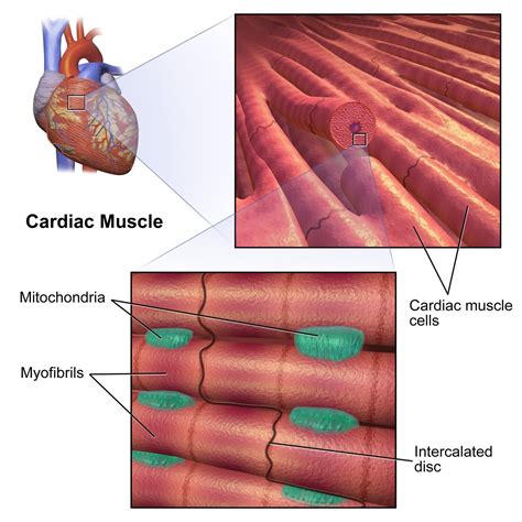 Cardiac Muscle Tissue