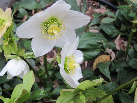 Helleborus niger in February Niger, February, Plants, Plant, Planets