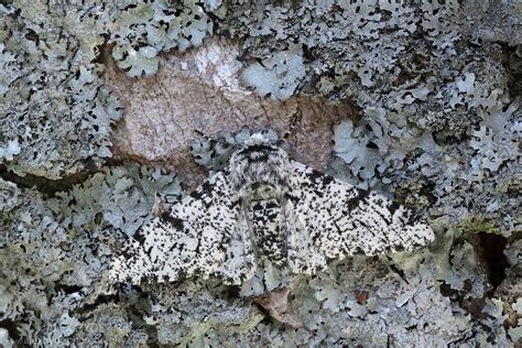 Peppered Moth {Biston betularia} | Alex Hyde