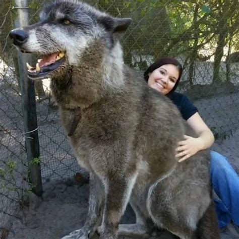 This is the biggest giant wolf dog you will ever see! | This is the ...