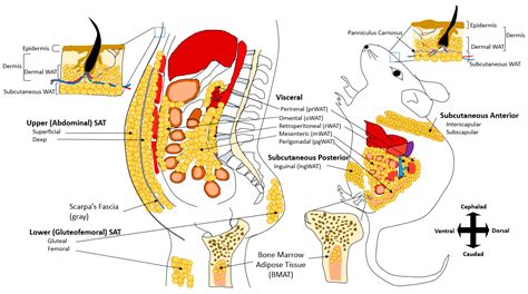 Biology | Free Full-Text | Deciphering White Adipose Tissue Heterogeneity