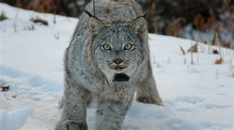 Pictures Of Lynx And Bobcat, Canada Lynx Washington Department Of Fish ...